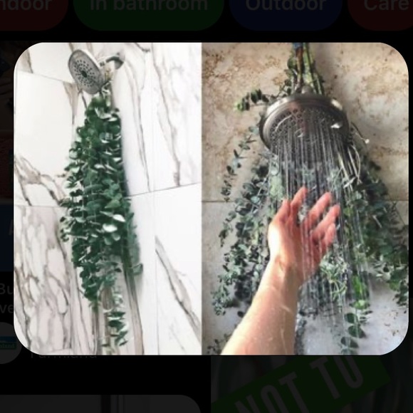 🌱RESTOCKED🌱Real Silver Dollar Eucalyptus-Dried - Picture 4 of 10